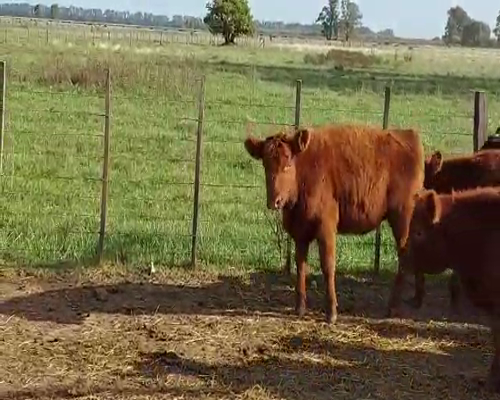 Lote 40 Terneros/as de 240 Kgs en Lujan