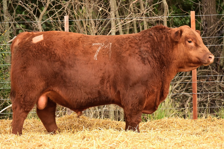Lote TOROS ANGUS PC