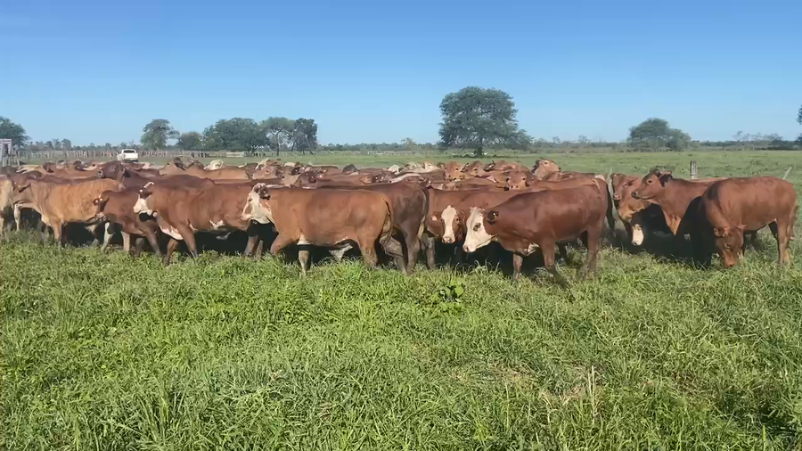Lote 85 Novillitos en Pirané, Formosa