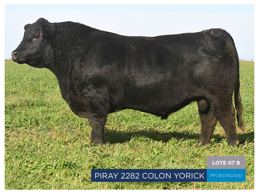 Lote RP 18680 Y 2282 - Toro PP