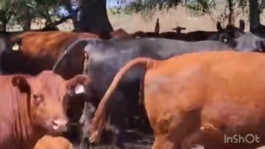 Lote 50 Vacas nuevas C/ cria