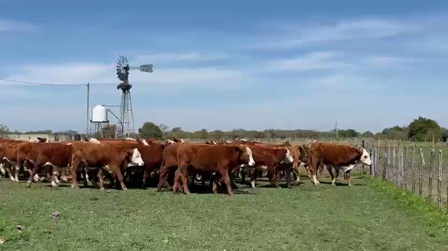 Lote 72 Novillitos en Corrientes, Curuzu Cuatia