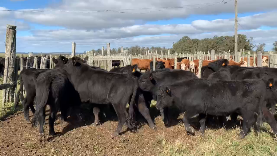 Lote 16 Novillos 1 a 2 años en Tupambaé, Cerro Largo
