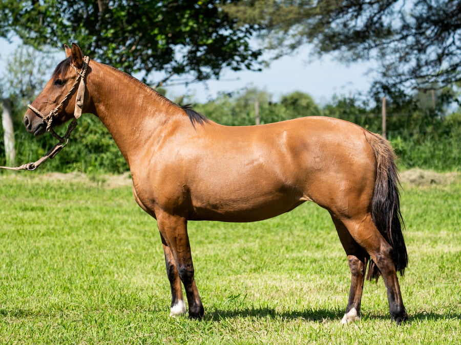 Lote SIRIGOTE TARRAJA