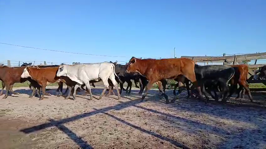 Lote 80 Terneros/as en Corrientes, San Luis del Palmar