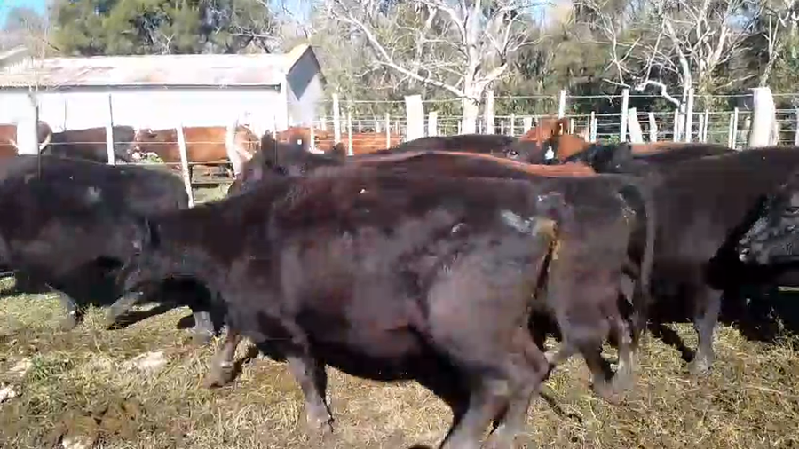 Lote 31 Vacas CUT preñadas