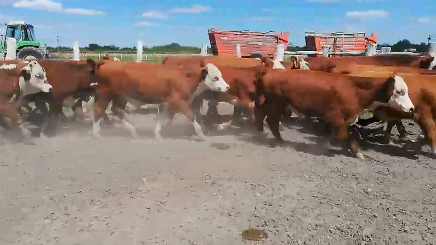 Lote 60 Terneros en Federal, Entre Ríos