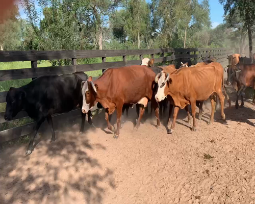 Lote 33 Vacas de invernar en Juan José Castelli, Chaco