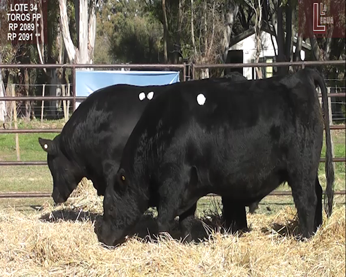Lote TOROS  A. ANGUS PUROS DE PEDIGREE