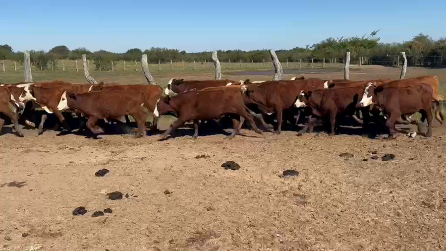 Lote 80 Terneros
