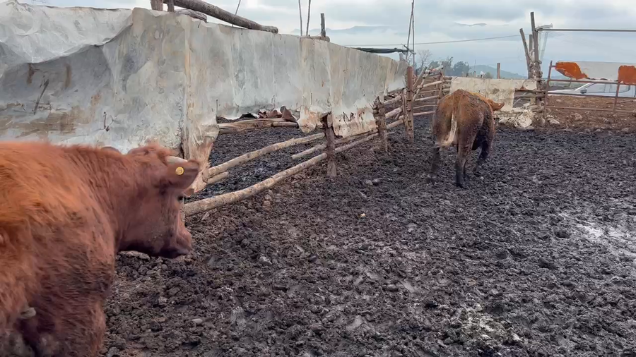 Lote 22 Vaquilla Gorda en Mostazal, VI Región O'Higgins