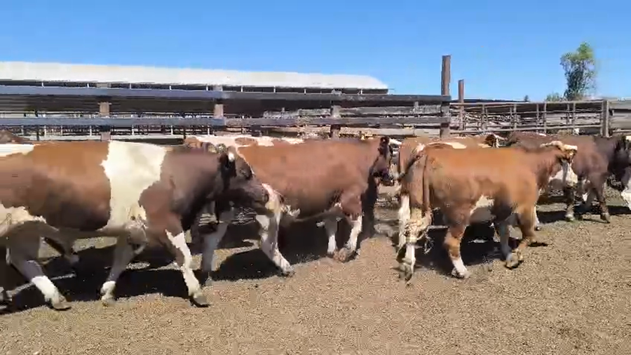 Lote 20 Novillo Gordo en Los Ángeles, VIII Región Biobío