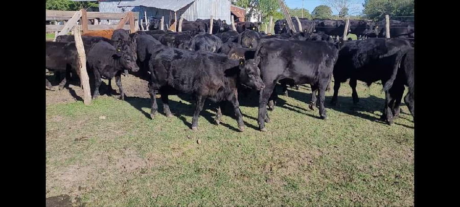 Lote 28 Terneros/as en Villaguay, Entre Ríos