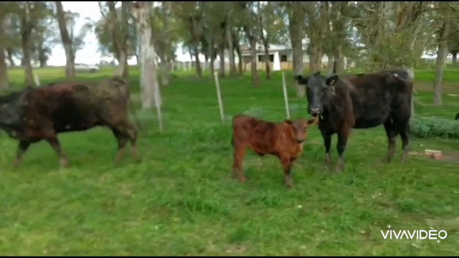 Lote 26 Vacas nuevas C/ cria en Cañuelas, Buenos Aires