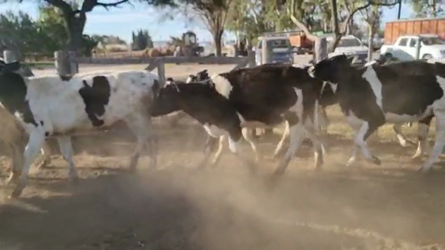 Lote Gerbaudo Juan y Francisco - Terneras