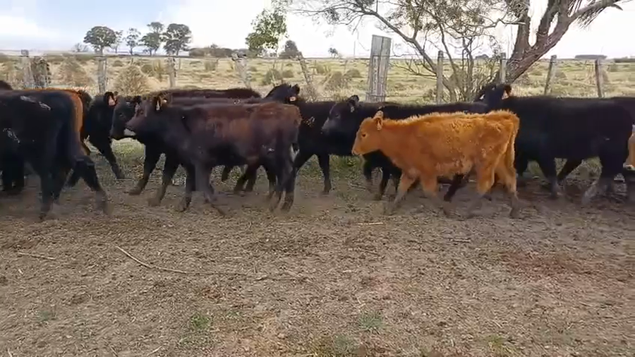 Lote 20 Terneros y Terneras 9 AA,  5 RA,  1 RA X HE,  5 AA X HE a remate en 5º Remate Pantalla Bachino en LA TALA A 1KM DEL KM15 DE RUTA 19, A 15KM DE CHUY Y A 71KM DE LASCANO