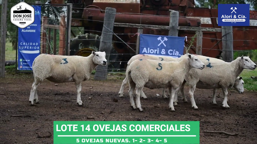 Lote 5 Ovejas Texel a remate en Texel Don José 2022 en Tupambaé