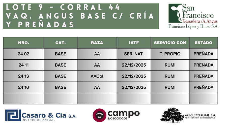 Lote Vaquillonas Angus BASE con Cría y Preñadas. San Francisco
