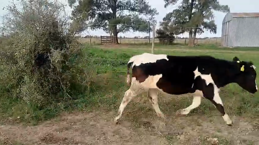 Lote 17 Novillitos Holando Argentino en Morteros, Cordoba
