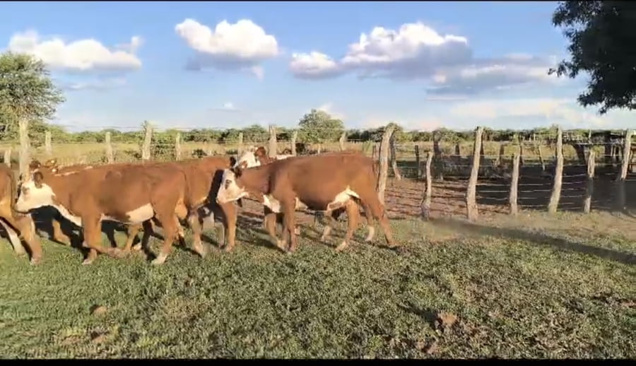 Lote 70 Terneras