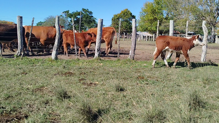 Lote 29 Terneros/as en Corrientes, Curuzu Cuatia