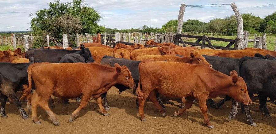 Lote 70 Terneros en Sauce, Corrientes