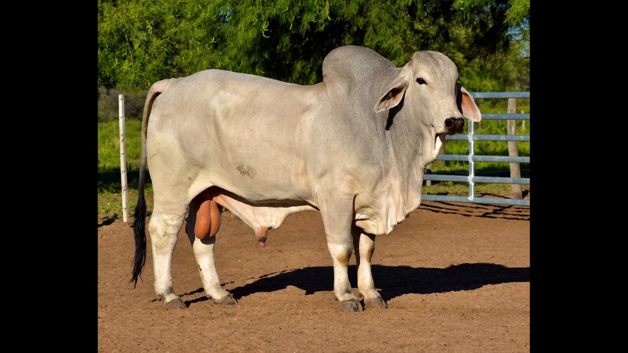 Lote TORO BRAHMAN