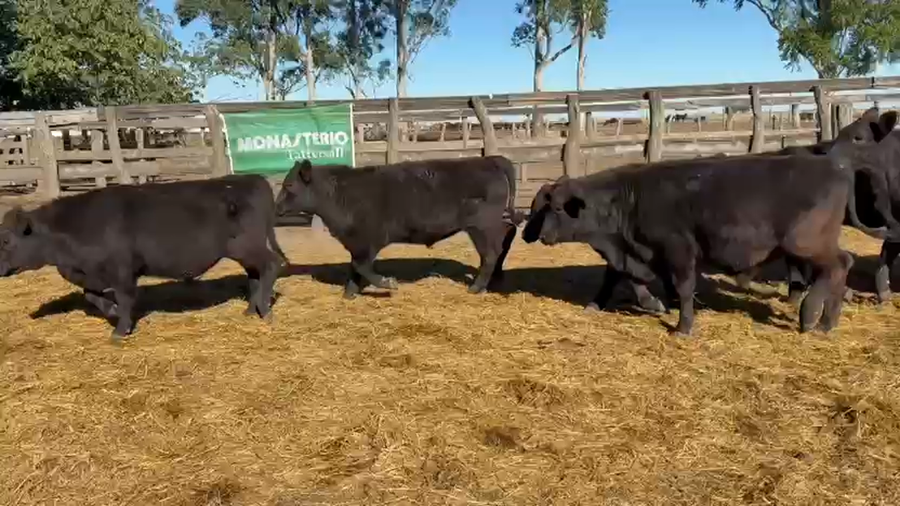 Lote 82 Novillitos en San Salvador - ER