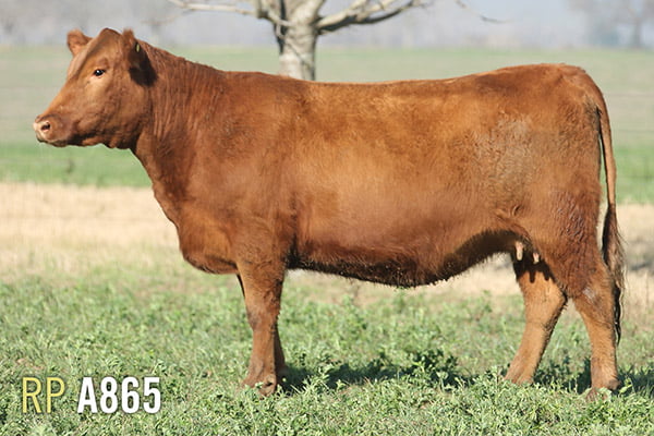 Lote 4 VACAS PREÑADAS PURAS DE PEDIGREE