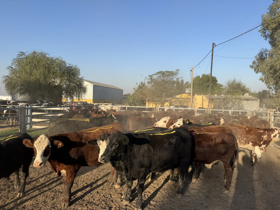 Lote 47 Novillitos y vaquillonas en Córdoba, El Tío