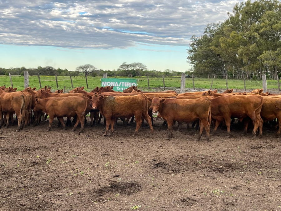 Lote 70 Terneros en Entre Ríos, Villaguay