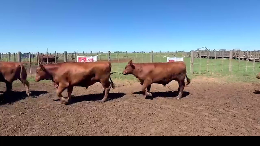 Lote 150 Novillos