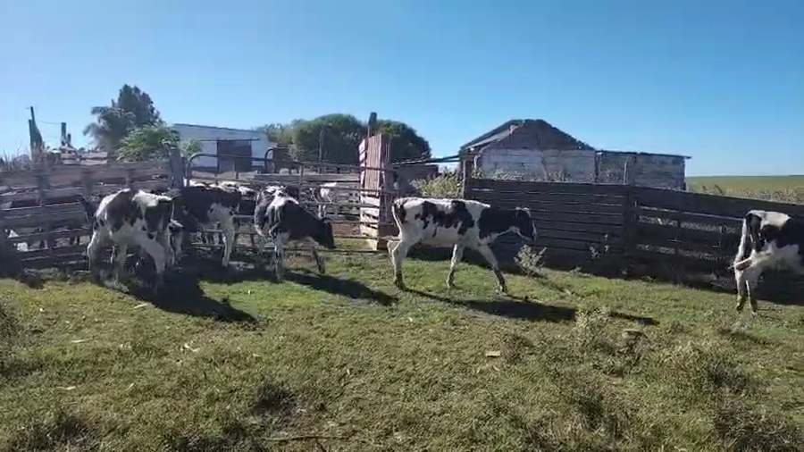 Lote 6 Terneros a remate en Pantalla Camy, San José