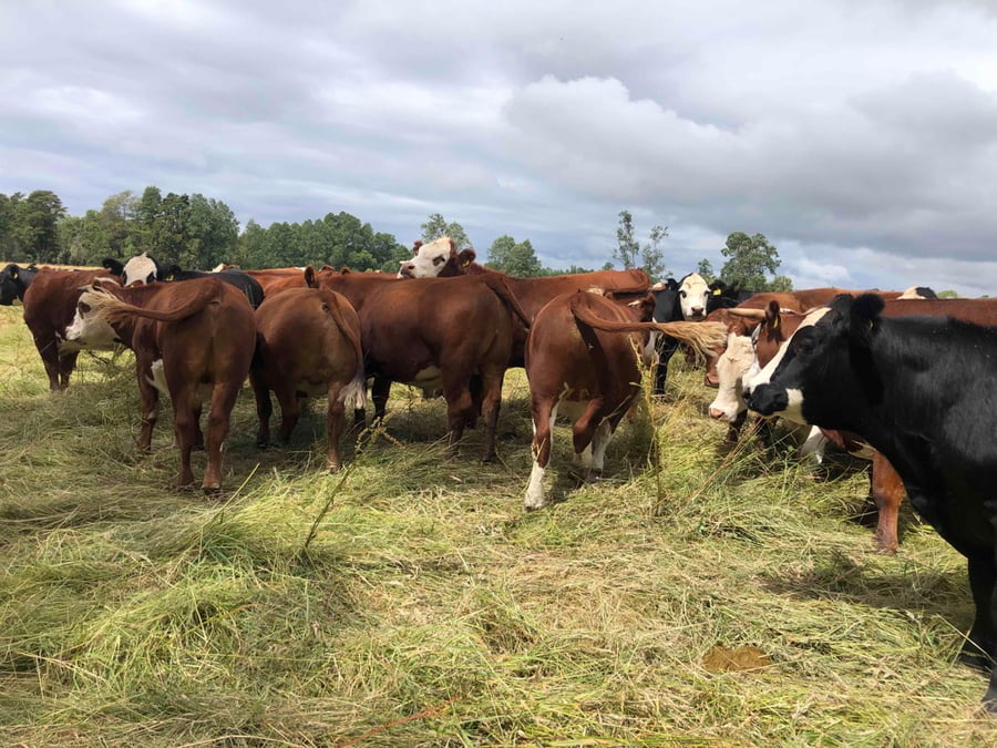 Lote 45 Novillo Gordo en Purranque, X Región Los Lagos