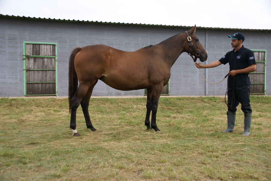 Lote LEOPARDA CAMPEIRA