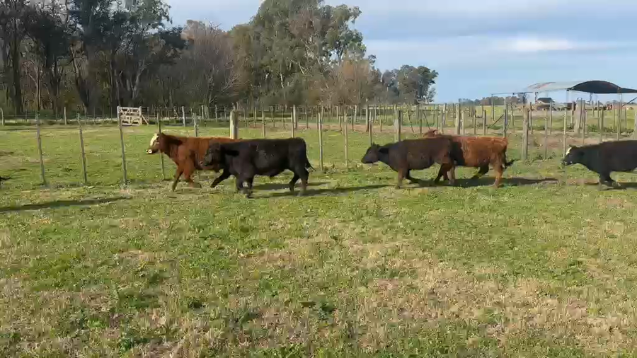 Lote 45 Terneros en Buenos Aires, Chascomús