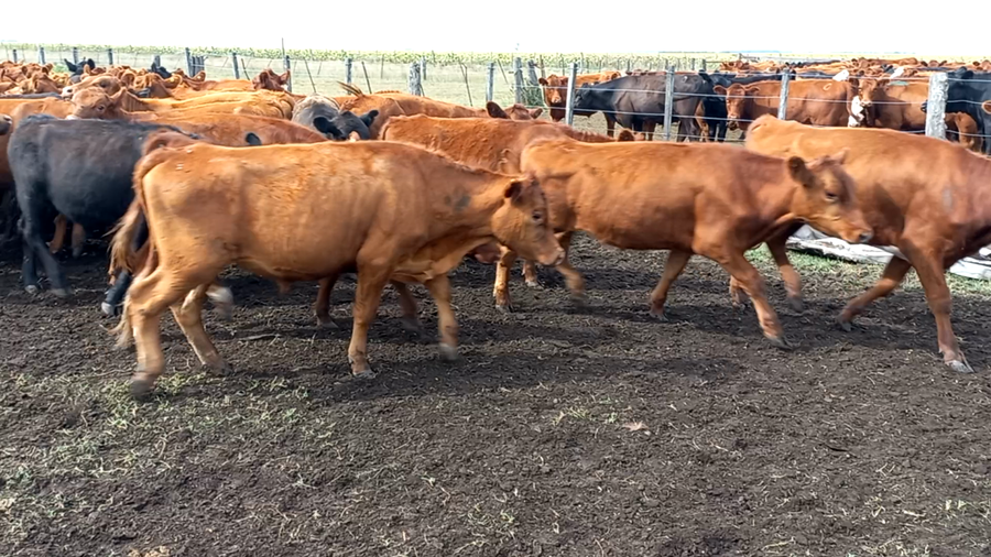 Lote 60 Terneras en arboledas, Buenos Aires