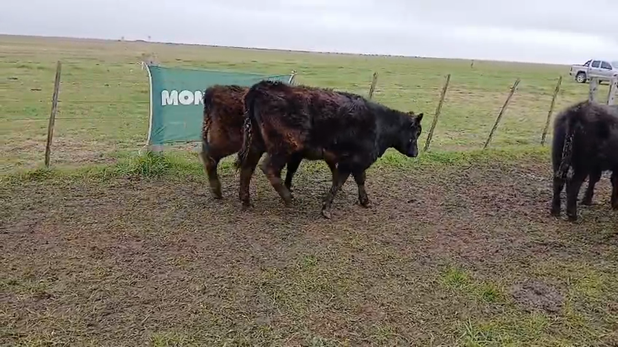 Lote 60 Vaquillonas en Daireaux