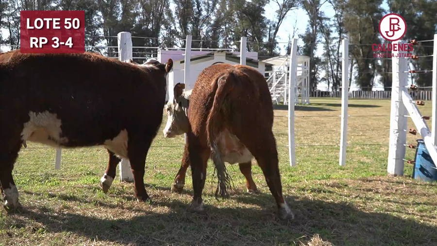 Lote VAQUILLONAS PR PREÑADA PARICIÓN PRIMAVERA SELECCIONADAS