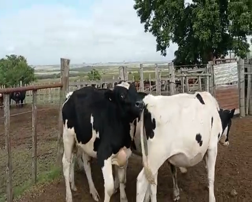 Lote 4 Terneros HOLANDO a remate en Pantalla Camy 180kg - , San José