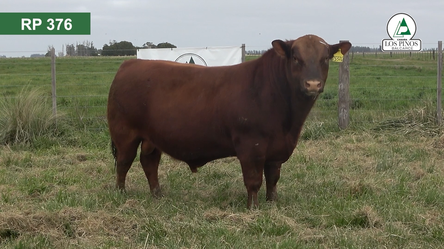 Lote 3 Toros ANGUS a remate en 40º Remate Anual - Cabaña Los Pinos en Balcarce