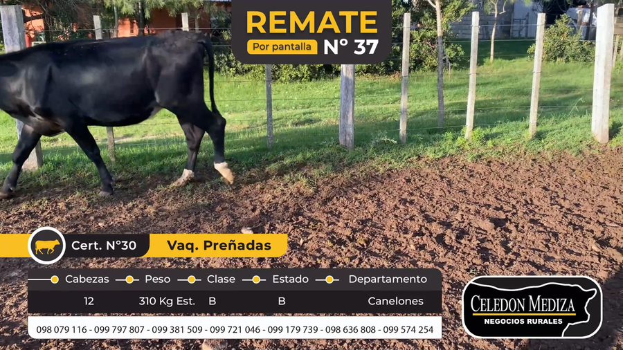 Lote 12 Vaquillonas preñadas en Canelones