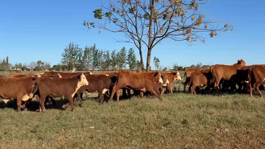 Lote 115 Terneros en Corrientes, Virasoro