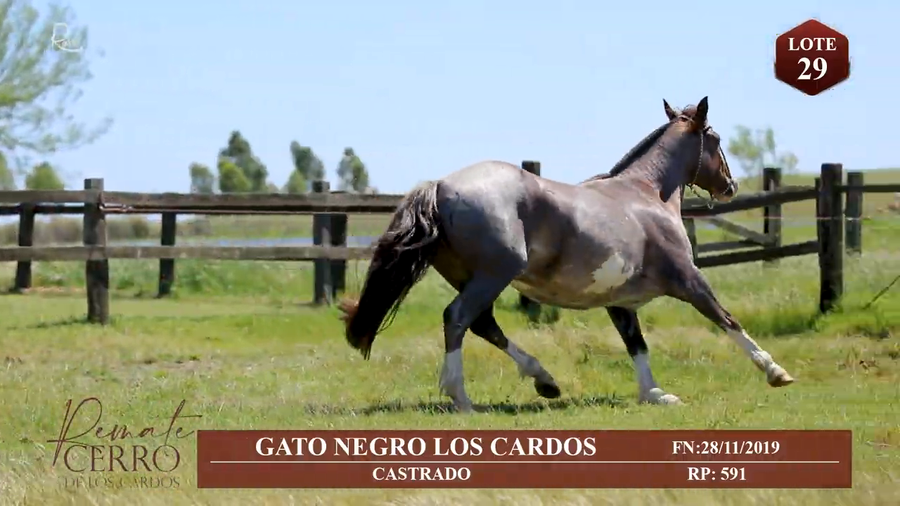 Lote GATO NEGRO DE LOS CARDOS