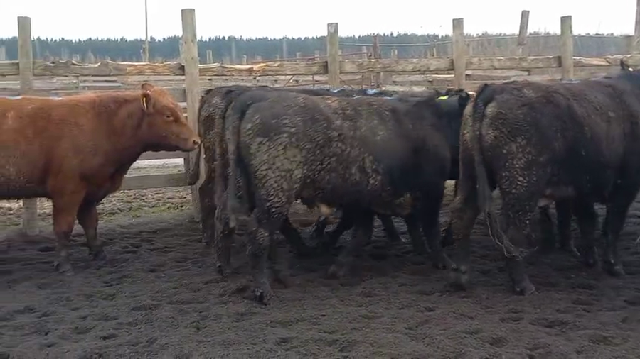 Lote 20 Novillo Gordo en Cabrero, VIII Región Biobío