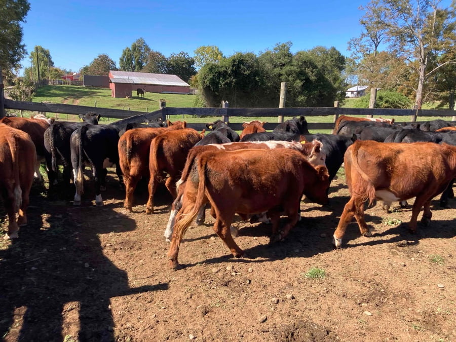 Lote 31 Novillo Engorda en Frutillar, X Región Los Lagos