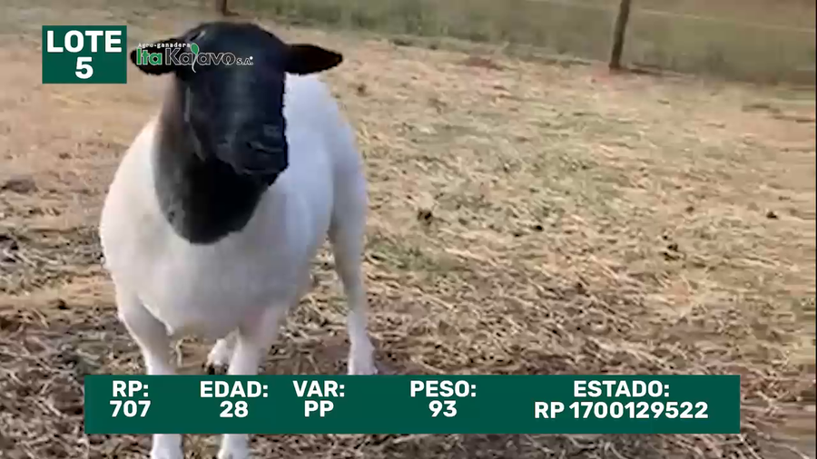 Lote LOTE 5
