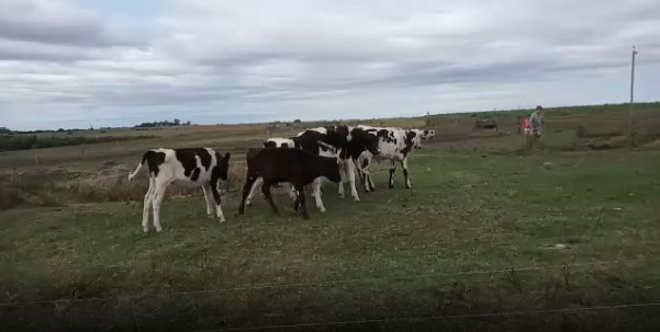 Lote 7 Terneras en San José