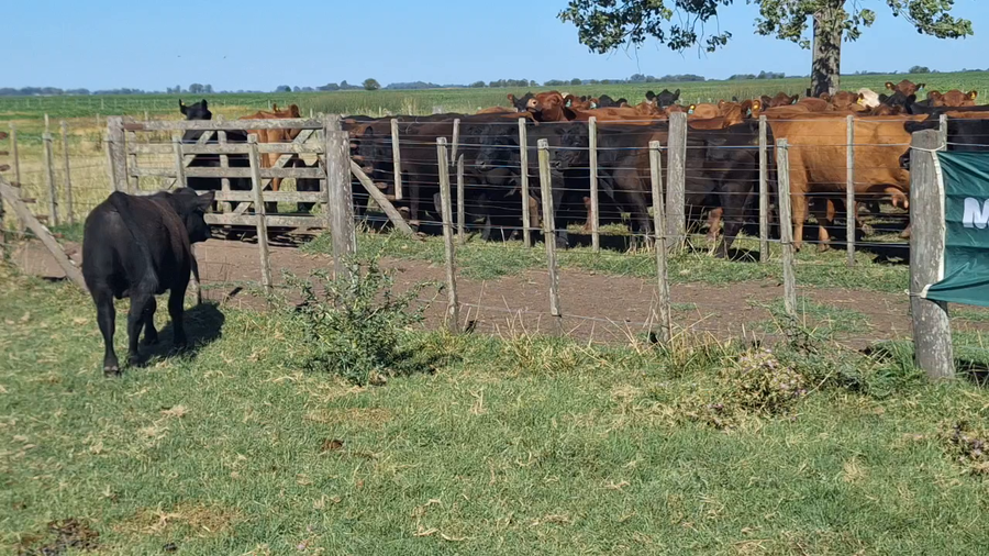 Lote 50 Terneros en Roque Pérez