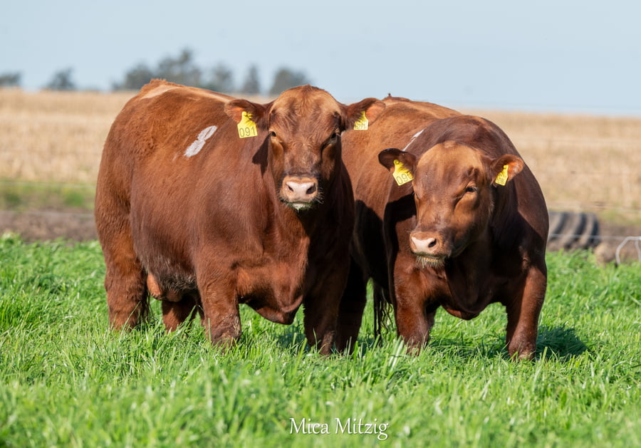 Lote TORO ANGUS P.C.